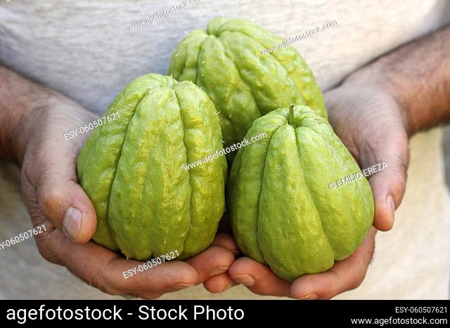Chayote. Typical vegetable known all around the world. Sechium edule