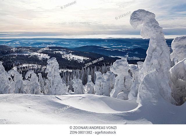 Vereiste Tannen vor dem winterlichen Panorama des Bayerischen Waldes. Frozen firs in front of the winter panorama of Bayerischer Wald