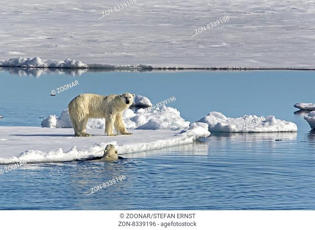 Eisbär auf Packeis, Spitzbergen, Norwegen, Europa / Polar Bear on pack ice, Spitsbergen, Norway / EuropeUrsus maritimus