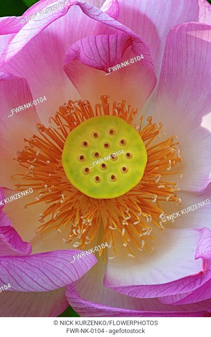 Lotus, Sacred lotus, Nelumbo nucifera, Close up of pink coloured flower growing outdoor showing stamen