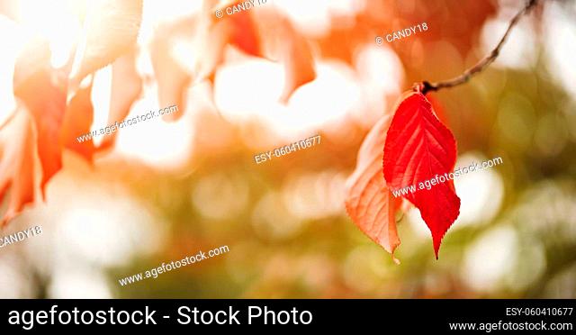 Cherry branch with red leaves on the sunny background in autumnal garden. Concept of wallpaper and banner