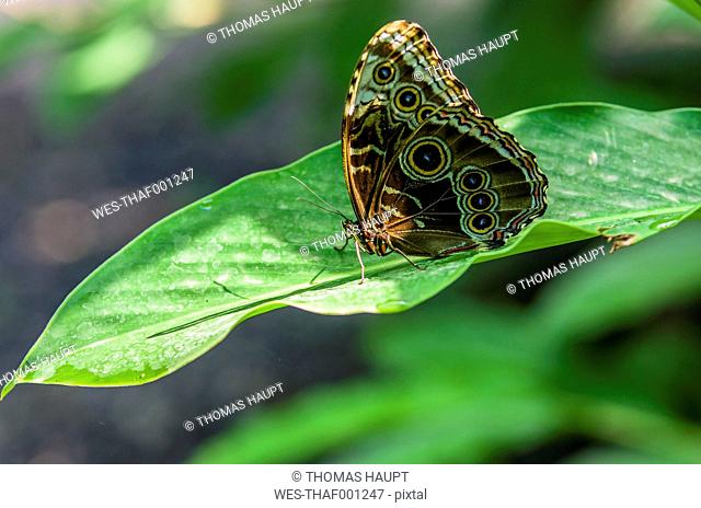 Costa Rica, Swallowtail butterfly, Parides iphidamas