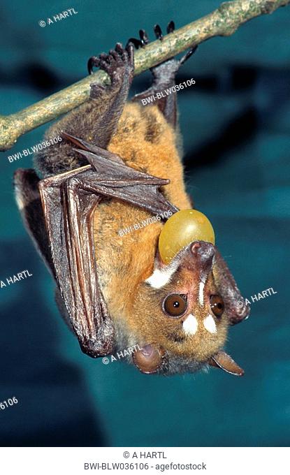 striped-faced fruit bat Styloctenium wallacei, feeding fruit, Indonesia, Sulawesi