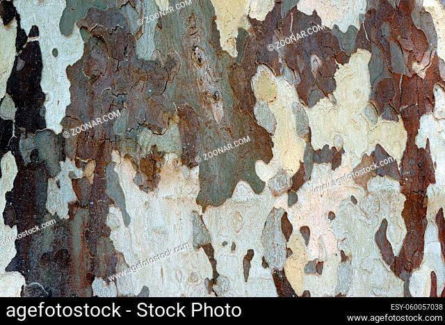 Die Nahaufnahme und Maserung der Baumrinde einer Platane, Platanus acerifolia