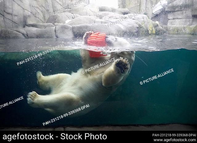 18 December 2023, Hamburg: Polar bear mother Victoria swims in the water in the polar bear enclosure in the Arctic Ocean at Hagenbeck Zoo