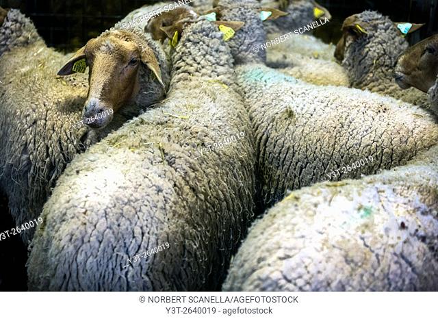 Europe. France. Bouches-du Rhone. Sheep shearing