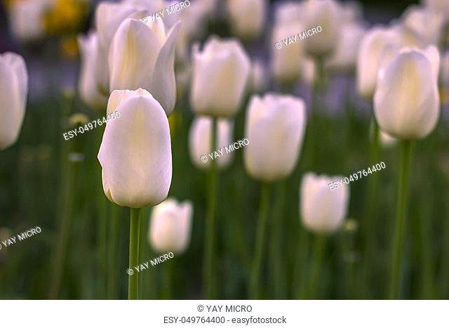 Beauty blooming white tulips in the spring. Blurred background