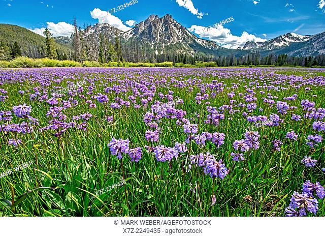 Sawtooth Mountains, Penstemon wildflowers in a meadow below McGown Peak in the Sawtooth Mountains near Stanley Lake in central Idaho