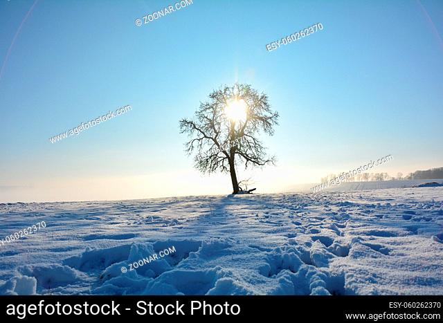 Sunrise behind a tree on a cold snowy winter day with blue sky in the Spessart, Bavaria, Germany
