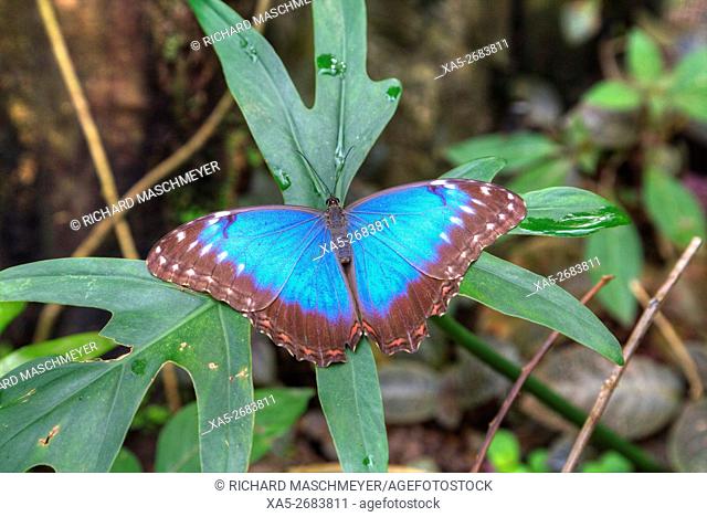 Blue Morpho Butterfly (Morpho peleides), Green Hills Butterfly Ranch, east of San Ignacio, Belize