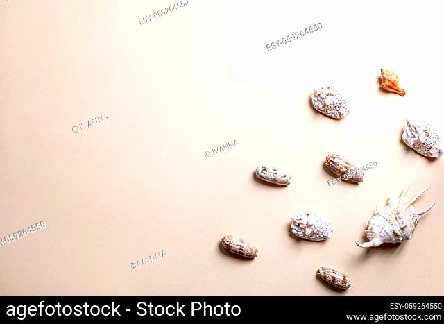 summer composition with different seashells on beige background. copy space