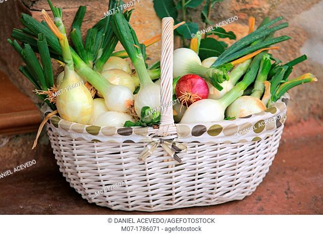 Organic onion basket, Organic gardening, Spain, Europe