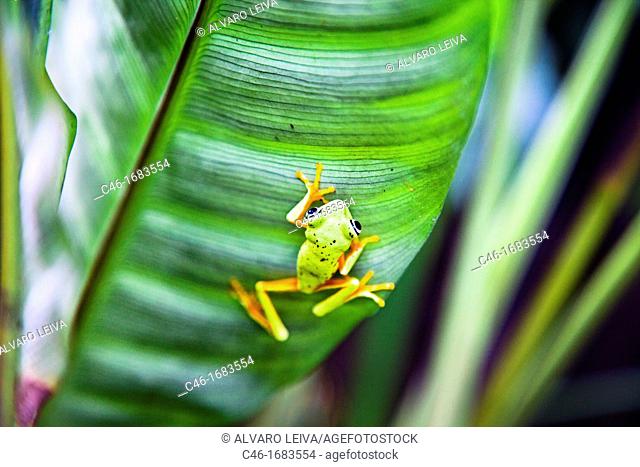 Frogs  Tortuguero National park, Limon province, Costa Rica