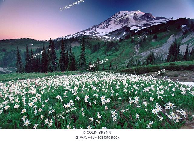 Landscape, Mount Rainier National Park, Washington state, United States of America, North America