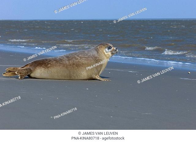 Common Seal Phoca vitulina - Waddensea, wadden, The Netherlands, Holland, Europe