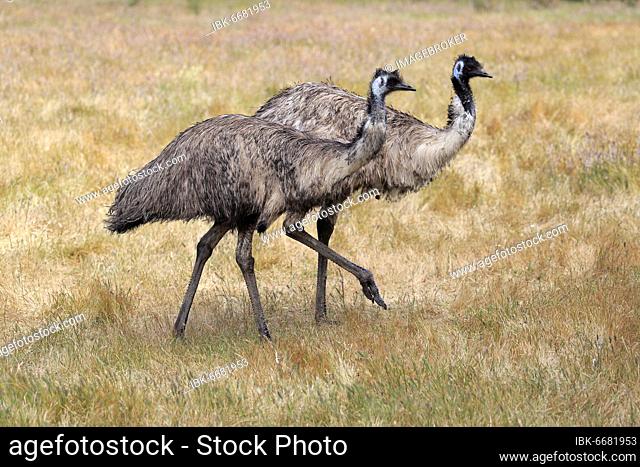 Emu (Dromaius novaehollandiae), adult, running in grass, pair, Parndana, Kangaroo Island, South Australia, Australia, Oceania
