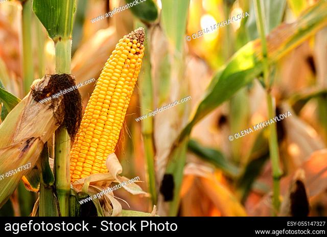 Backlit Ripe Corn of Maize on stalks at the field ready for harvest