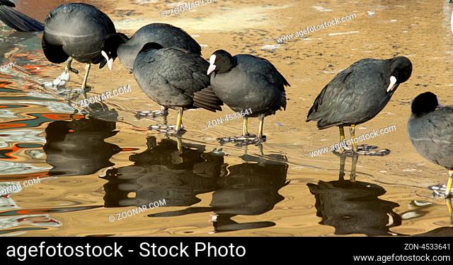 A row of washing common coots