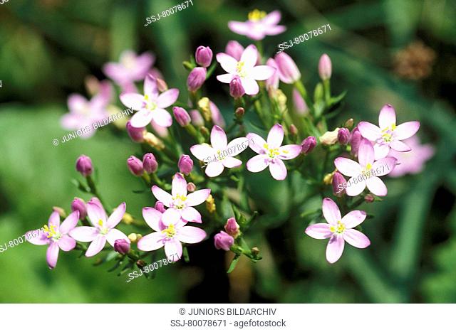 DEU, 2004: Common Centaury, Centaury (Centaurium minus, Centaurium erythraea), flowering