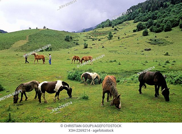 Horses, Cirque of Lescun, Pyrenees-Atlantiques department, Aquitaine region, France, Europe