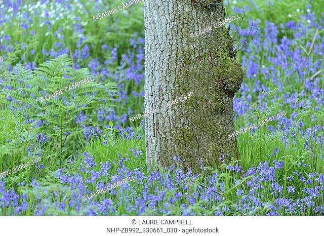 Bluebells (Hyacinthoides non-scripta) and Sessile Oak (Quercus petraea), Drippan Wood, Glen Finglas, Woodland Trust Reserve