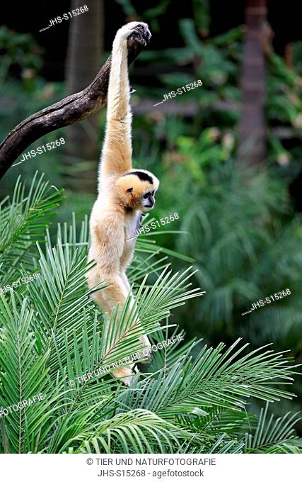 Northern White-Cheeked Gibbon, (Nomascus leucogenys), adult female on tree, Asia