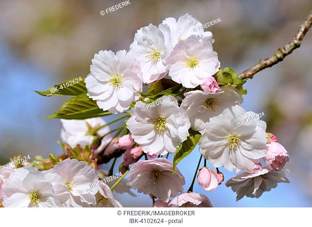 Flowering Japanese cherry (Prunus serrulata), North Rhine-Westphalia, Germany