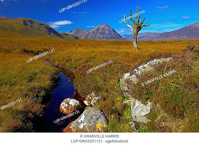 Scotland, Highland, Rannoch Moor. A lone dead tree on Rannoch Moor with Buachaille Etive M, àö, â§r, a mountain at the entrance to Glen Etive in the distance