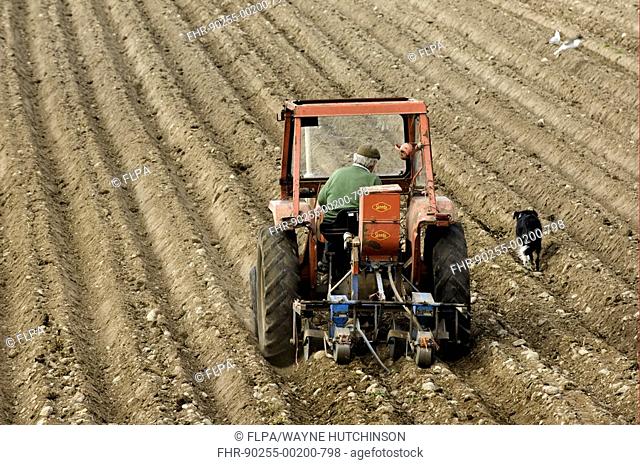 Farmer using Massey Ferguson 135, planting turnips, fooder crop for sheep, sheepdog walking beside tractor, Eden Valley, Cumbria, England