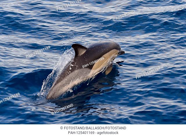 Sao Miguel, Portugal 06. October 2019: Dolphins off the coast of Arzores island Sao Miguel - 06.10.2019 Common dolphin off the coast of the Azores island Sao...