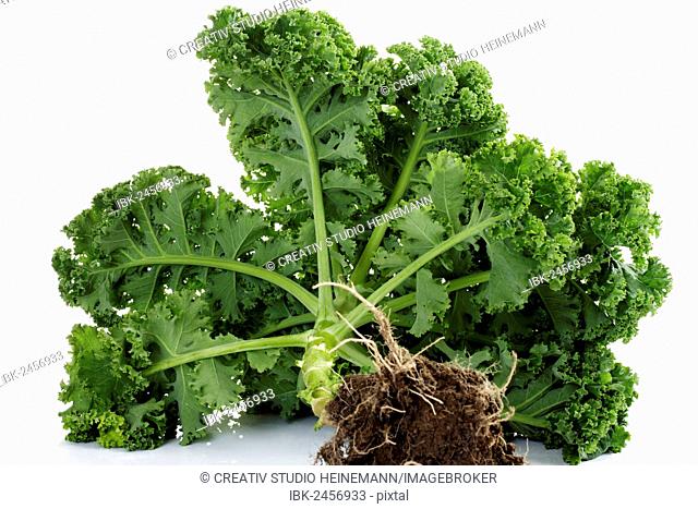 Kale (Brassica oleracea var sabellica), freshly harvested with roots and soil