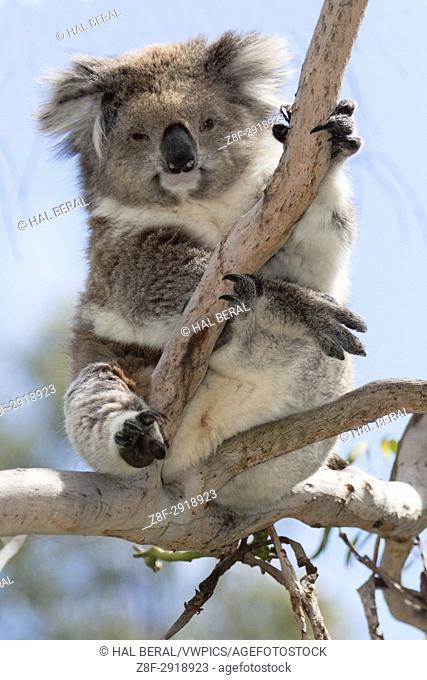 Koala (Phascolarctos cinereus) Kennet river, Victoria, Australlia