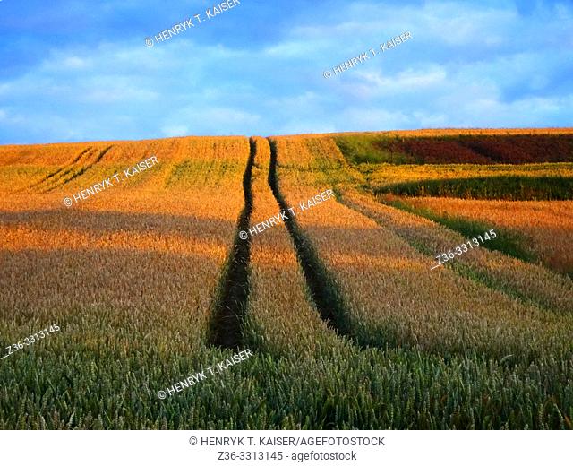 Agriculture in Lasser Poland near Slomniki