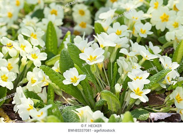 true English primrose (Primula acaulis, Primula vulgaris), blooming