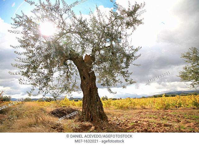 Olive tree, Rioja wine region, Spain
