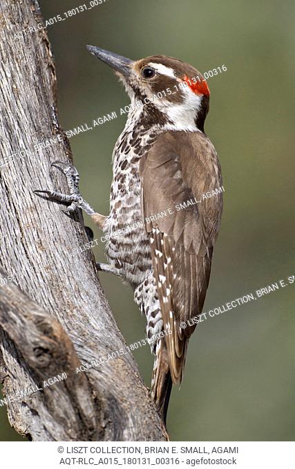 Arizona Woodpecker, Leuconotopicus arizonae