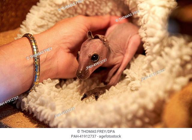 Baby Parma wallaby 'E.T.' sits in a substitute pouch in Klingenbach, Germany, 16 August 2013. The mother animal cast the baby kangaroo out and now Biga Kruse...