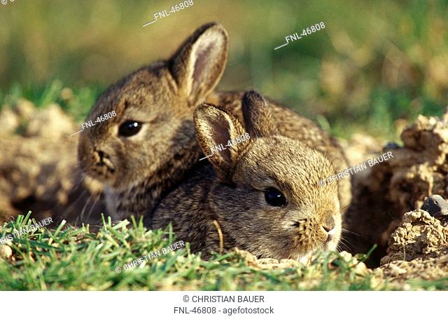 Close-up of two European Rabbits Oryctolagus cuniculus in field