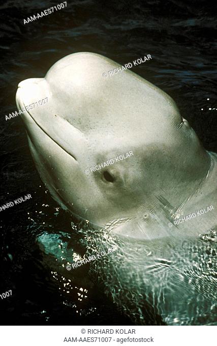 Beluga Whale (Delphinapterus leucas) New York Aquarium