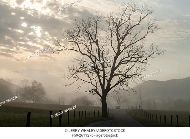 Lone tree in the spring landscape in Cades Cove, Tennessee, USA