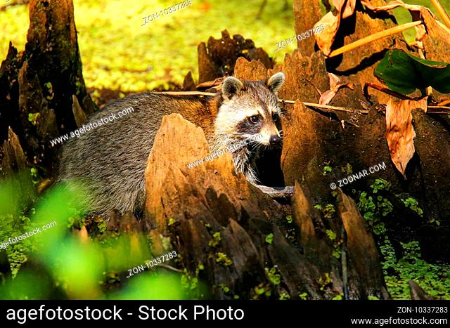 Raccoon (Procyon lotor) in Corkscrew swamp, Florida