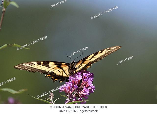 A Tiger Swallowtail butterfly, Papilio glaucus, with wings spread feeding on a purple flower but ready for take-off  New Jersey, USA, North America