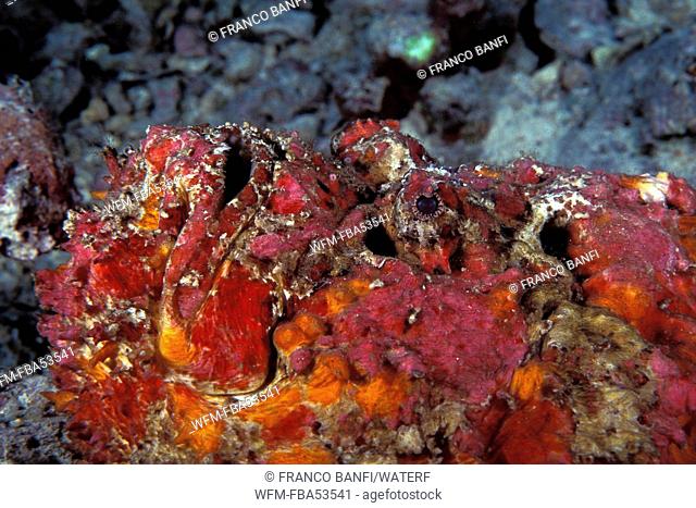 Poisonous Stonefish, Synanceia verrucosa, Kimbe Bay, New Britain, Papua New Guinea
