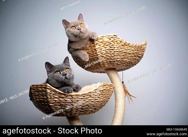 two different colored 6 month old british shorthair kittens resting on scratching post together with copy space
