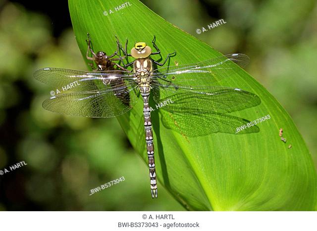 blue-green darner, southern aeshna, southern hawker (Aeshna cyanea), just hatched , beside the exuvia, Germany, Bavaria