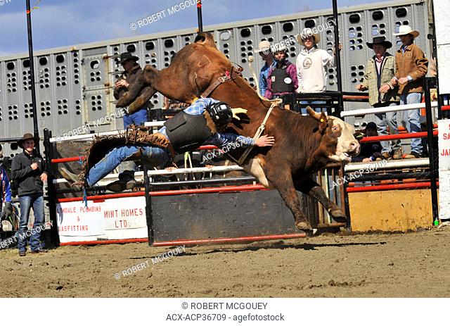 A bull rider goes flying after being bucked off an aggressive rodeo bucking bull