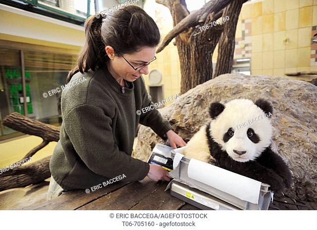 Scientist weighing Fu Long, the baby Giant panda in Zoo Schonbrunn, Austria, 2008 (Ailuropoda melanoleuca)