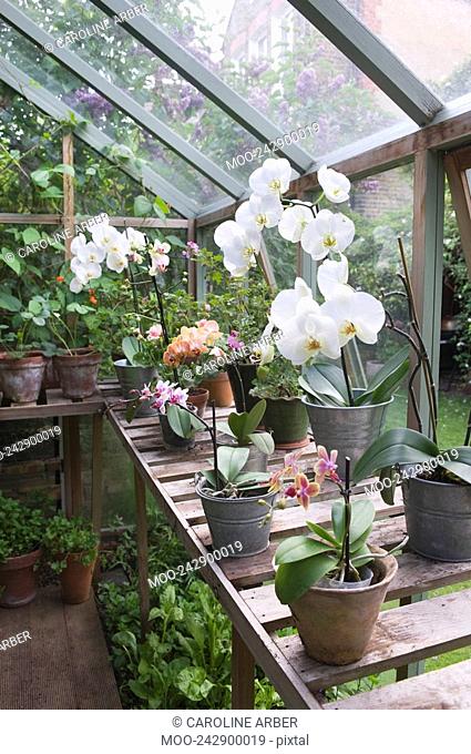 Floweing orchid on greenhouse workbench