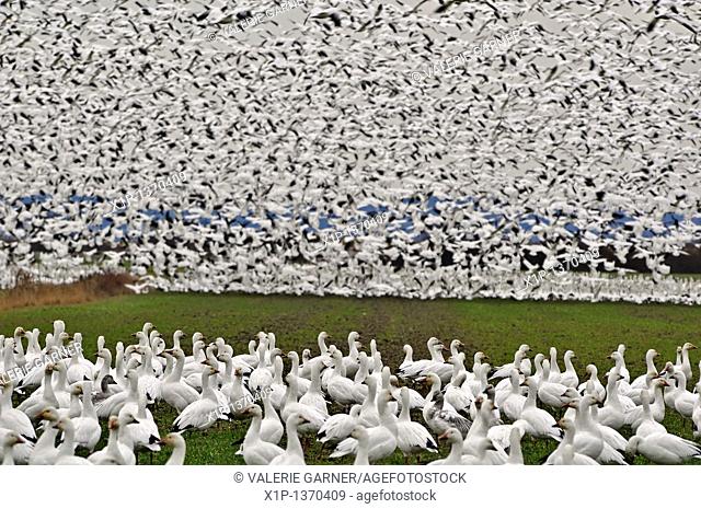This is a flock of wild snow geese on Fir Island in Skagit County, Washington a known migrating place  This flock is literally thousands
