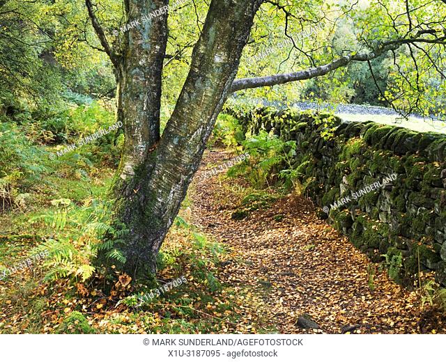Footpath by a mossy stone wall in Skrikes Wood in autumn near Pateley Bridge North Yorkshire England